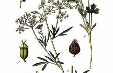 Perejil (Petroselinum spp.)