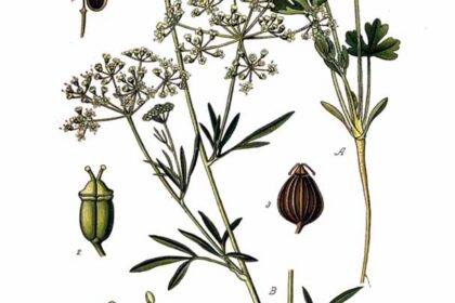 Perejil (Petroselinum spp.)