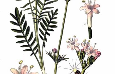 Valeriana (Tagara / Valeriana spp.)