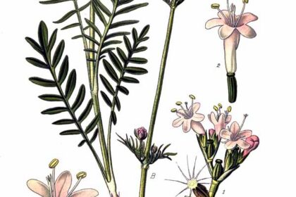 Valeriana (Tagara / Valeriana spp.)