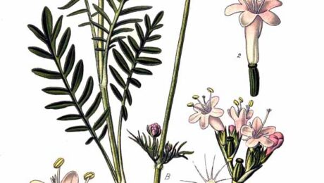 Valeriana (Tagara / Valeriana spp.)