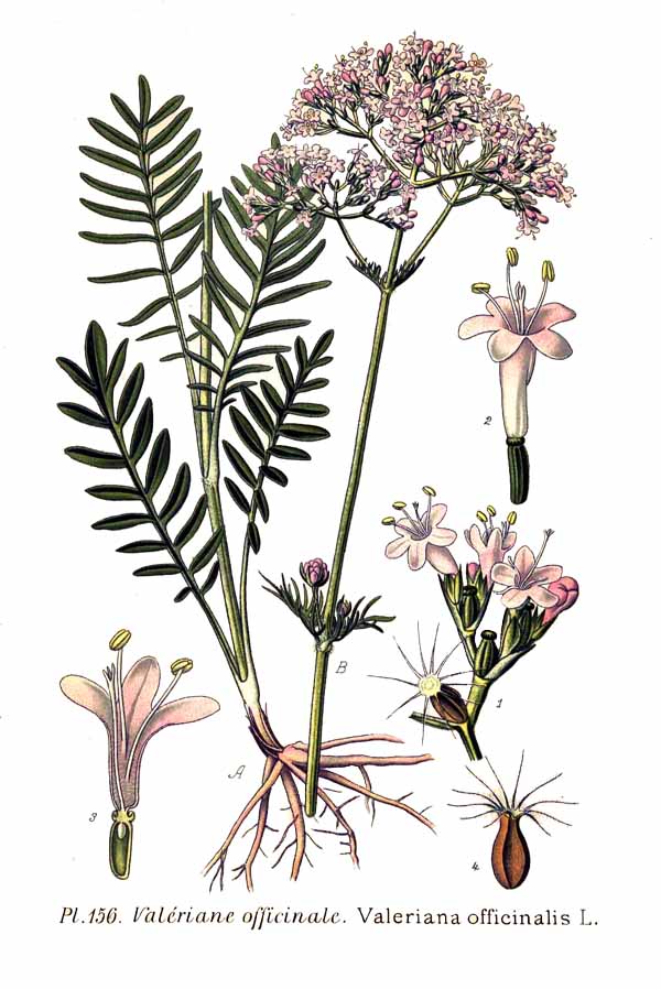 Valeriana (Tagara / Valeriana spp.)