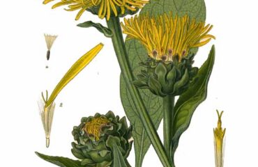 Énula campana (Pushkaramūla / Inula spp.)