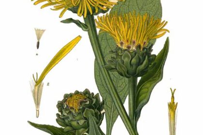 Énula campana (Pushkaramūla / Inula spp.)