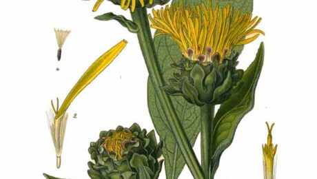 Énula campana (Pushkaramūla / Inula spp.)