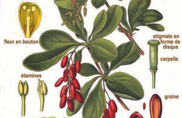 Agracejo (Dāruharidrā / Berberis spp.)