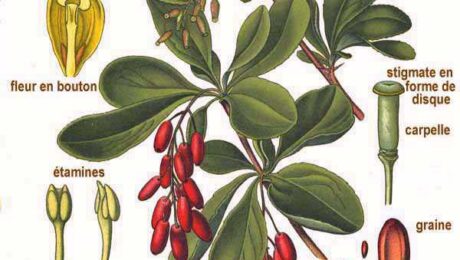 Agracejo (Dāruharidrā / Berberis spp.)