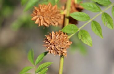 Regaliz (Yashti Madhu / Glycyrrhiza glabra)