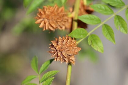 Regaliz (Yashti Madhu / Glycyrrhiza glabra)