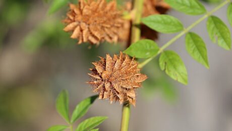 Regaliz (Yashti Madhu / Glycyrrhiza glabra)