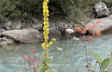 Candelaria (Verbascum thapsus)