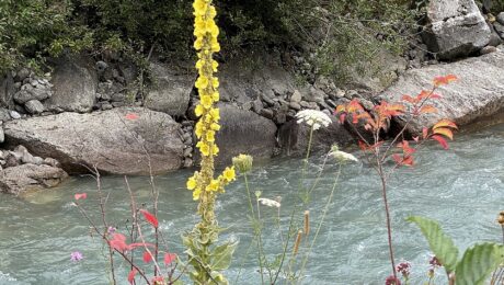 Candelaria (Verbascum thapsus)