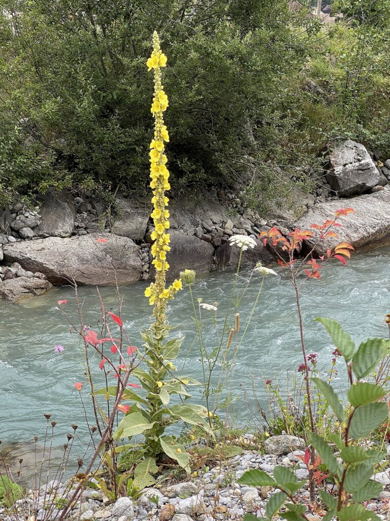 Candelaria (Verbascum thapsus)