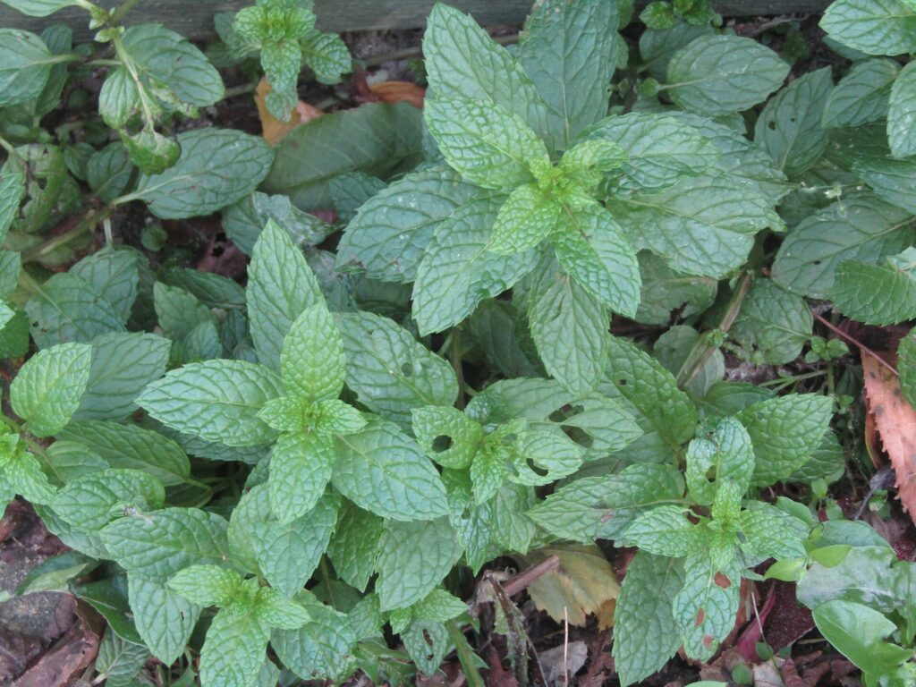 Menta (Phudina / Mentha spp.)