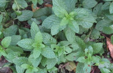 Menta (Phudina / Mentha spp.)