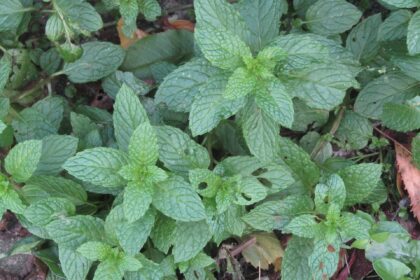 -2019-10-31 Garden Mint (Mentha spicata), Trimingham Menta (Phudina / Mentha spp.)