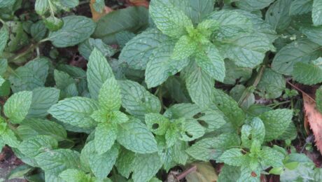Menta (Phudina / Mentha spp.)