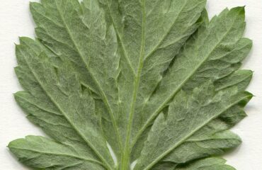 Artemisa (Nāgadamanī / Artemisia vulgaris)
