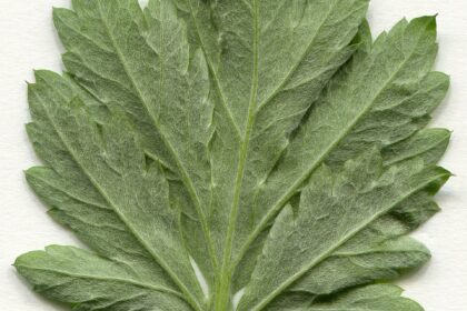 Artemisa (Nāgadamanī / Artemisia vulgaris)
