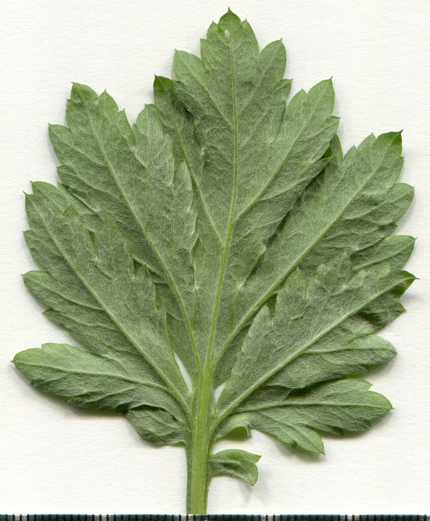 Artemisa (Nāgadamanī / Artemisia vulgaris)
