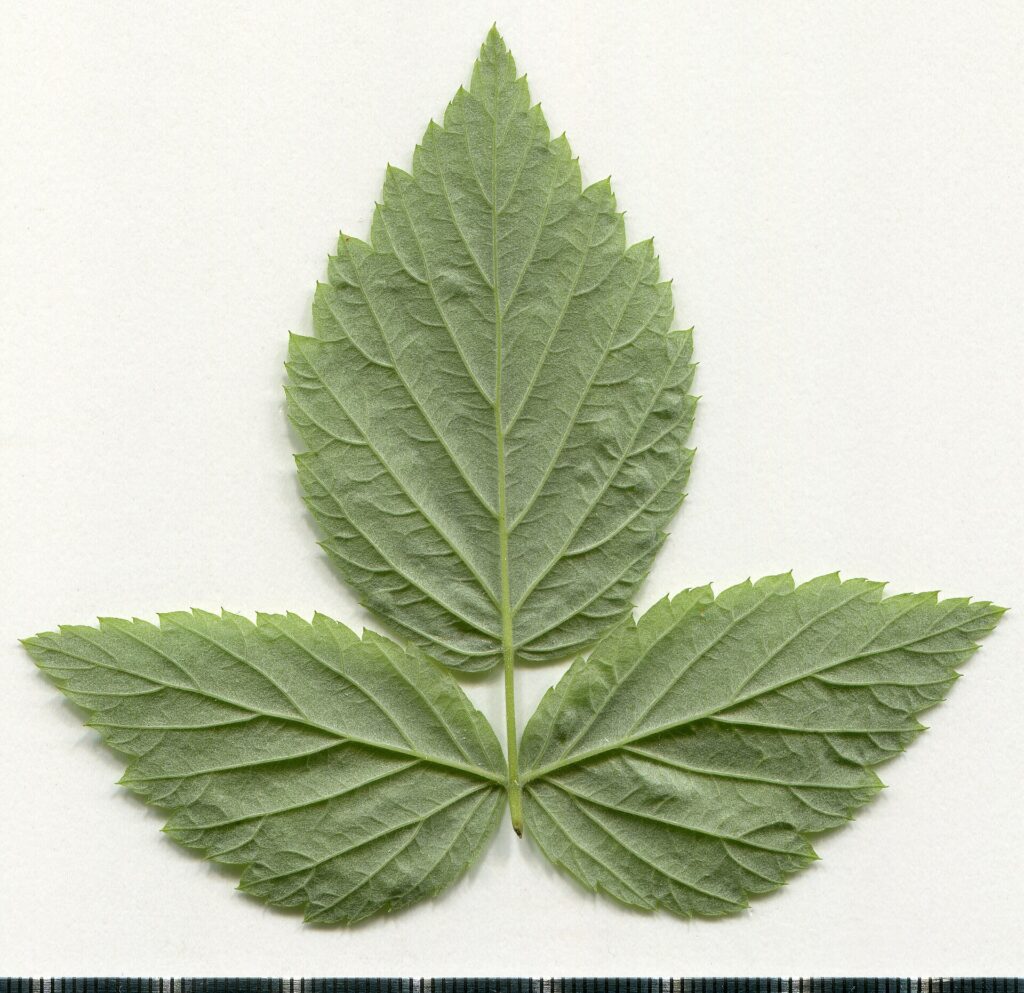 Frambueso — hojas (Rubus spp.)