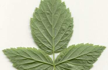 Frambueso — hojas (Rubus spp.)