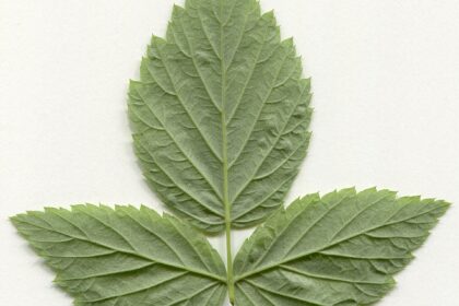 Frambueso — hojas (Rubus spp.)