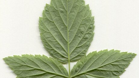 Frambueso — hojas (Rubus spp.)