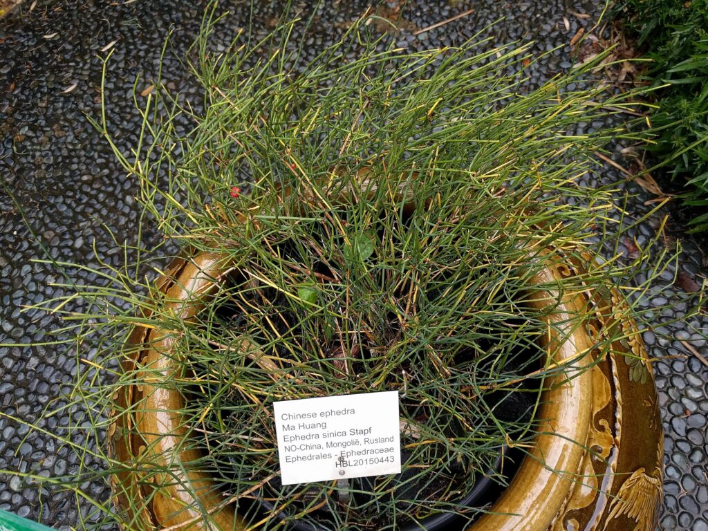 Efedra (Somalata / Ephedra vulgaris)