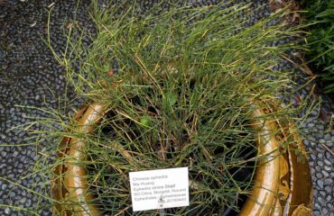 Efedra (Somalata / Ephedra vulgaris)