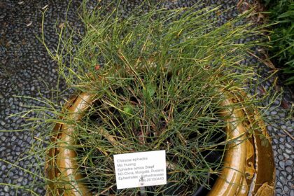 Efedra (Somalata / Ephedra vulgaris)
