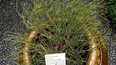 Efedra (Somalata / Ephedra vulgaris)