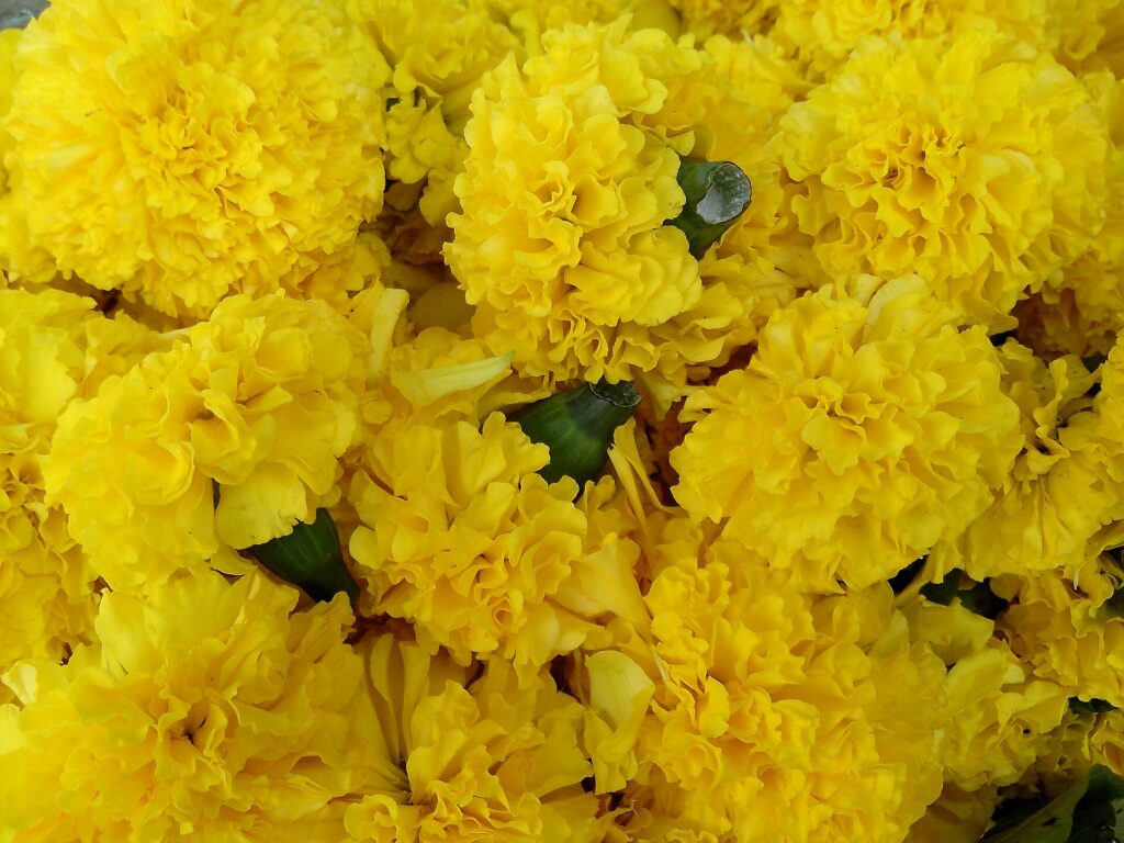 Crisantemo (Sevanti / Chrysanthemum indicum)