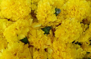 Crisantemo (Sevanti / Chrysanthemum indicum)