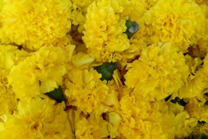 Crisantemo (Sevanti / Chrysanthemum indicum)