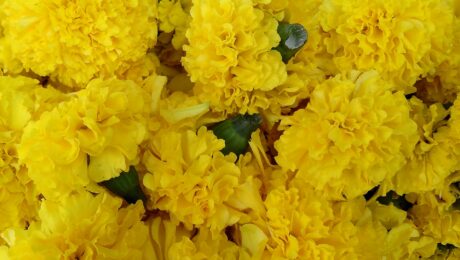 Crisantemo (Sevanti / Chrysanthemum indicum)