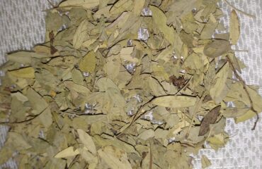 Sen (Rajavriksha / Cassia acutifolia)