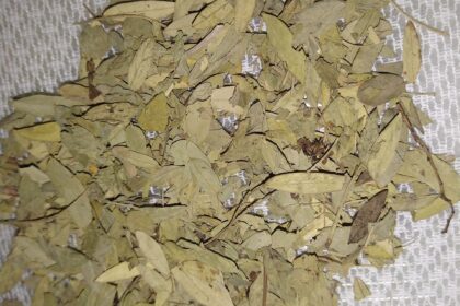 Sen (Rajavriksha / Cassia acutifolia)