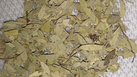 Sen (Rajavriksha / Cassia acutifolia)