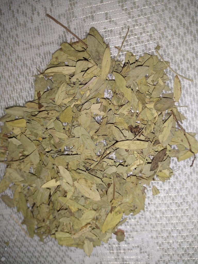 Sen (Rajavriksha / Cassia acutifolia)