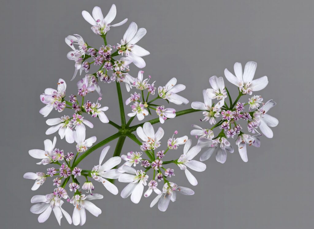 Cilantro (Dhanyaka / Coriandrum sativum)