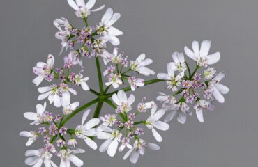 Cilantro (Dhanyaka / Coriandrum sativum)
