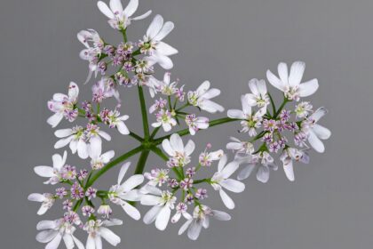 Cilantro (Dhanyaka / Coriandrum sativum)