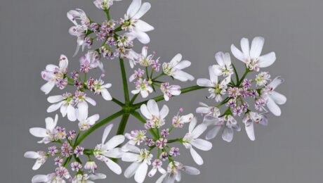 Cilantro (Dhanyaka / Coriandrum sativum)
