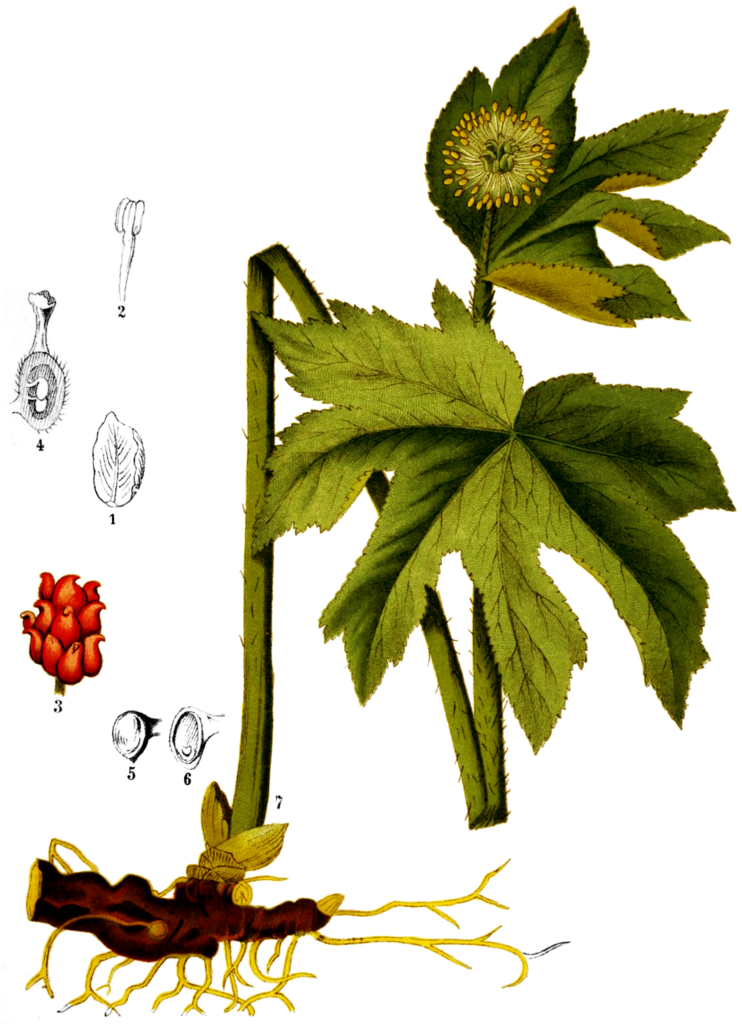 Sello de Oro (Hydrastis canadensis)