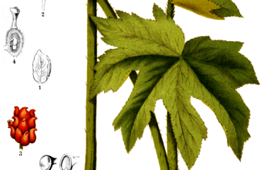 Sello de Oro (Hydrastis canadensis)