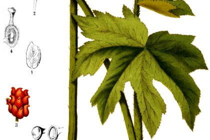 Sello de Oro (Hydrastis canadensis)