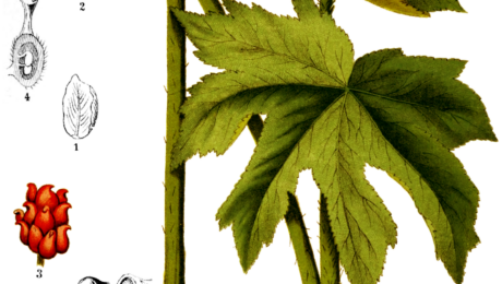 Sello de Oro (Hydrastis canadensis)