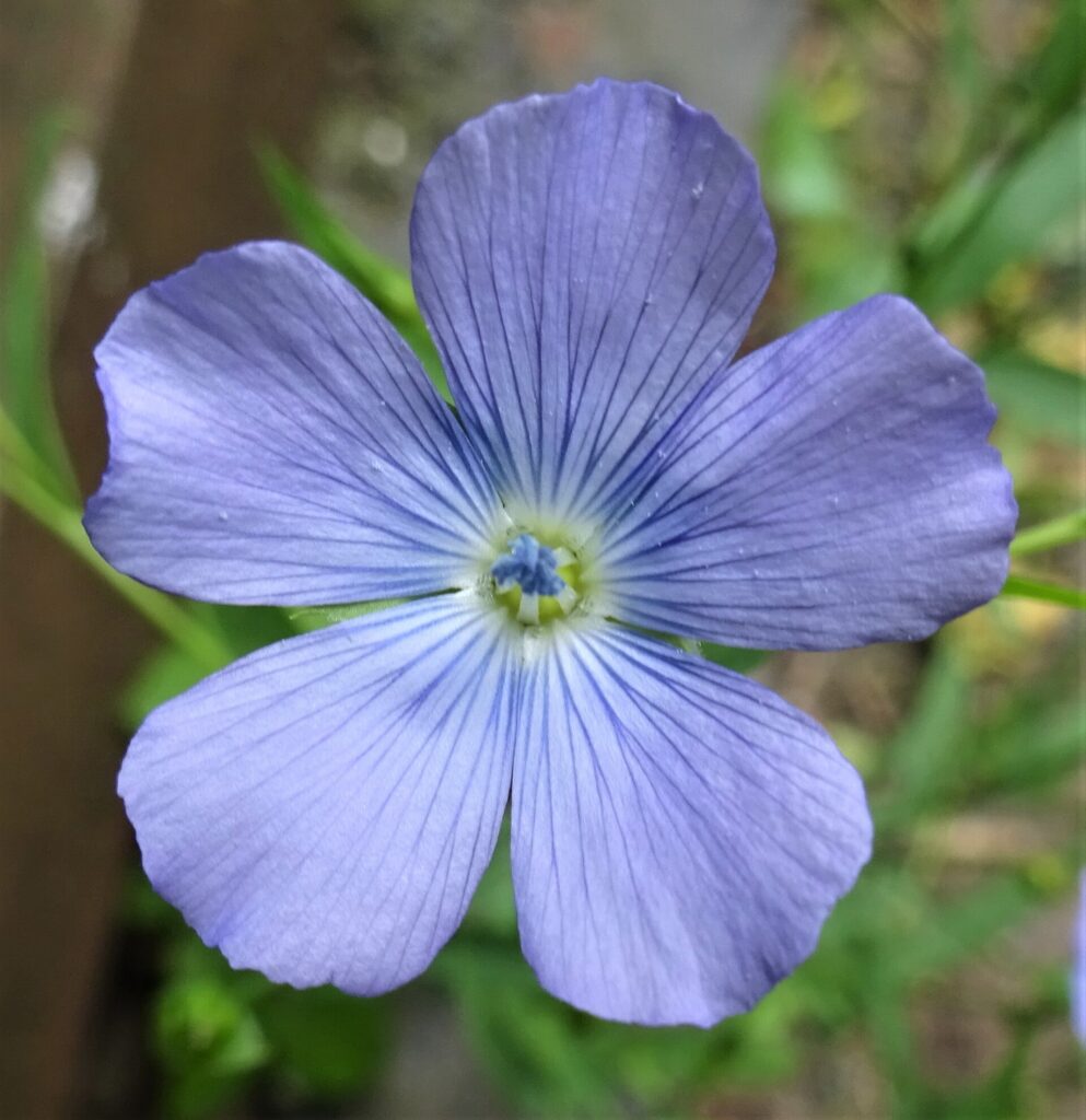 Lino o Linaza (Uma / Linum usitatissimum)