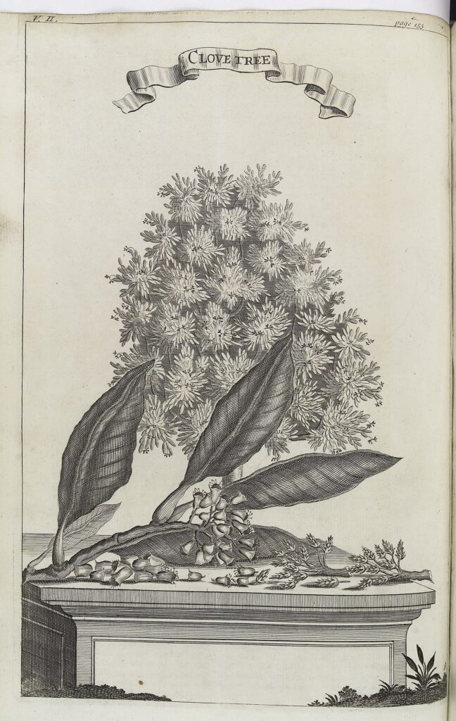 Clavo (Lavanga / Caryophyllus aromaticus)